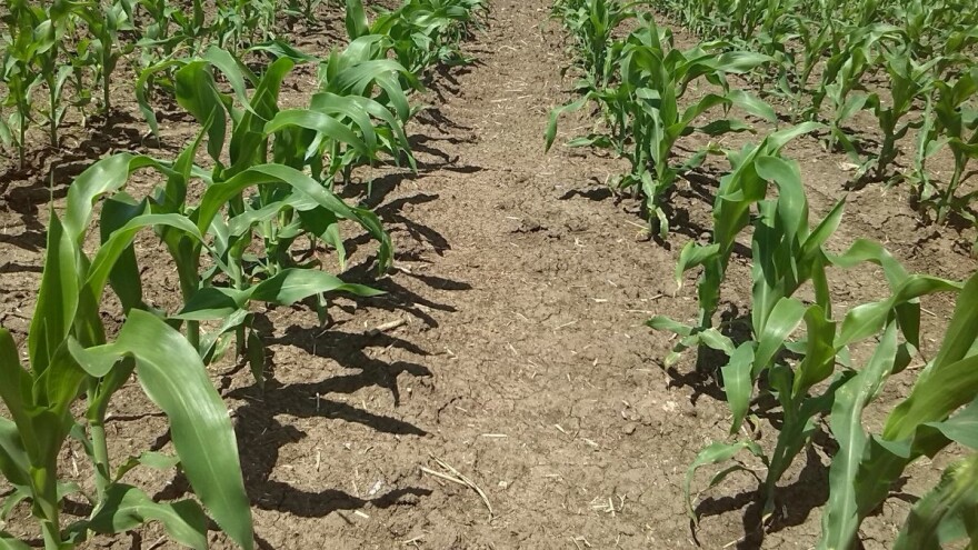 Primena herbicida posle setve a pre nicanja u usevu kukuruza, suncokreta i soje