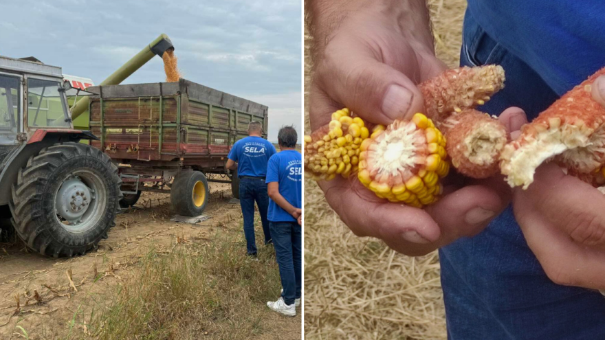 Tanak rod kukuruza u Semberiji: Evo podataka s njive i vage