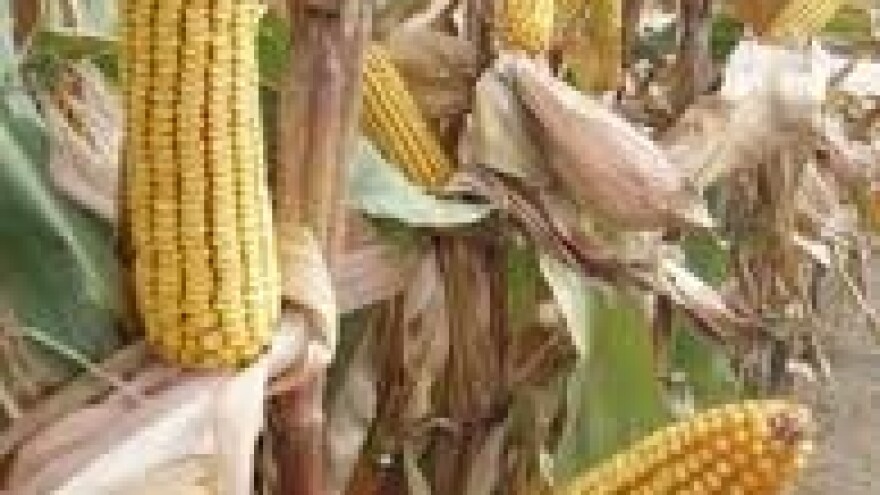 U usjevima kukuruza štir, rusomača i tušt