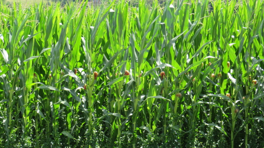 Jaka i ekstremna suša: Vreme polaganja jaja kukuruznog plamenca