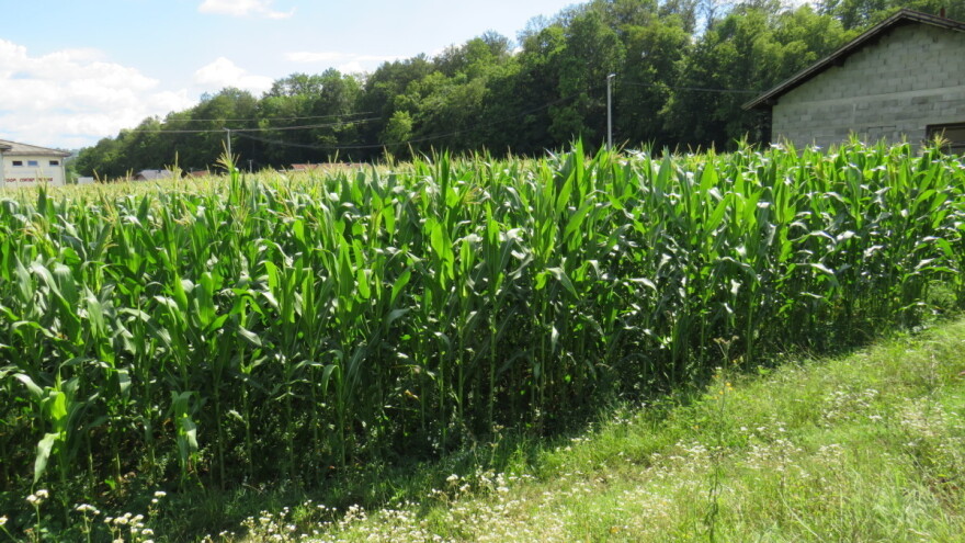 Povećavaju se površine pod organskom poljoprivredom - kod komšija za 280 odsto