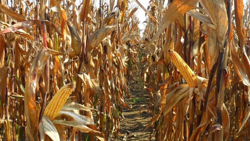 Suša u dijelovima Bugarske prepolovila prinos kukuruza - nastradao i suncokret
