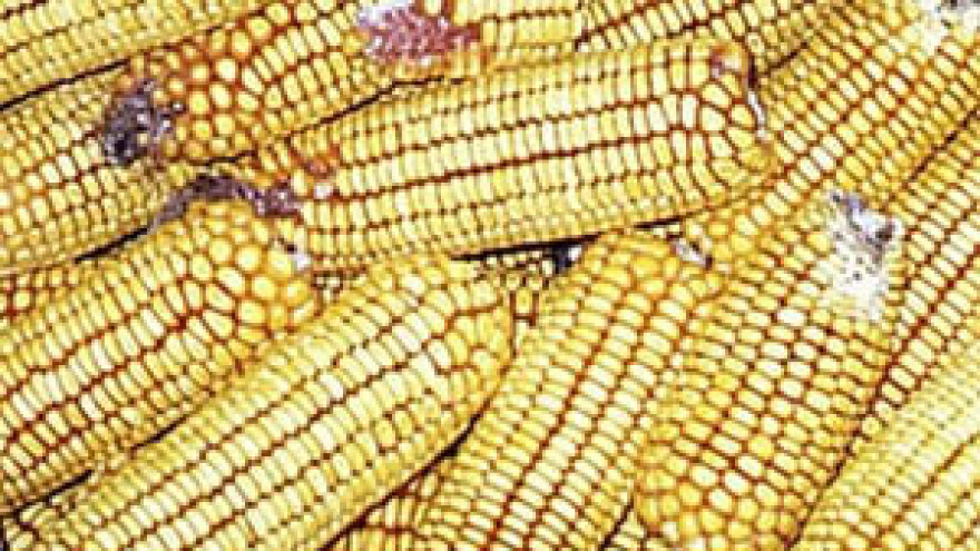 Dani polja kukuruza HZPSS-a