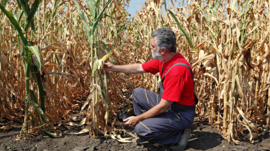 Uskoro berba kukuruza - što će biti s cijenom?