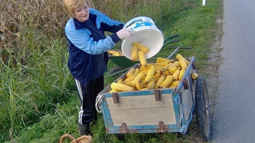 Proizvođače muči vlaga i niske otkupne cijene