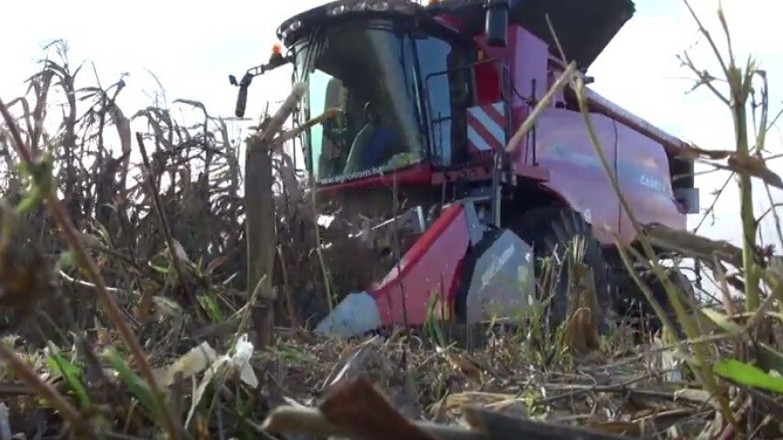 Iz berbe kukuruza sa znatno manjim prinosom