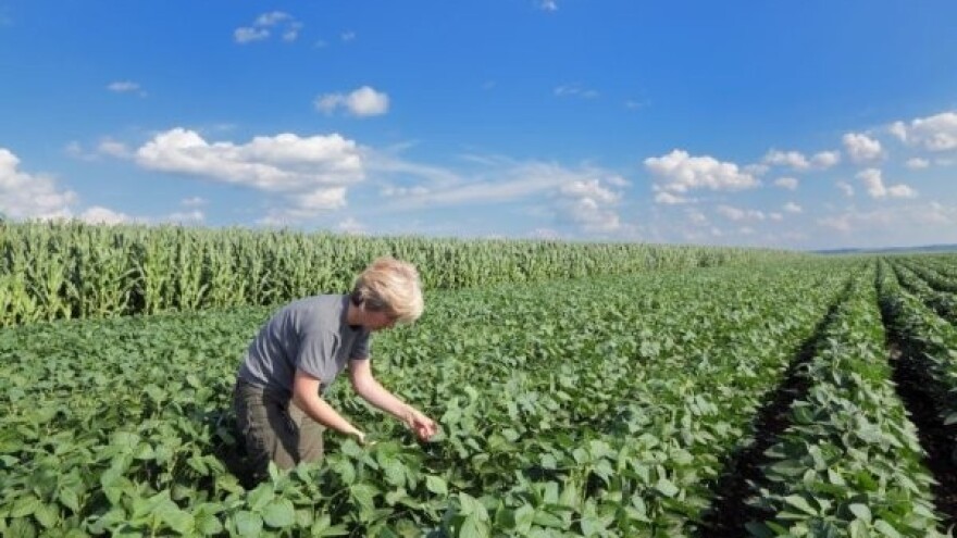 Kukuruz će u Americi zamijeniti soja!