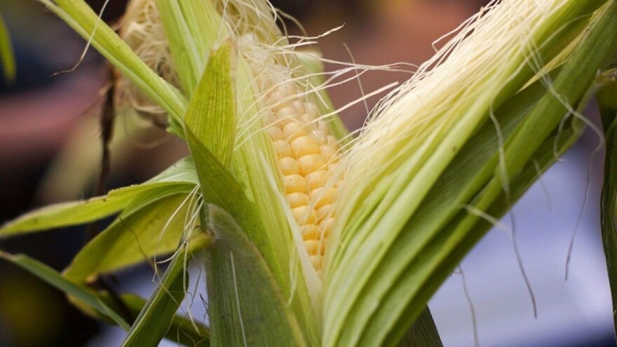 Koji se kukuruz koristi u ishrani ljudi, a koji u prehrani domaćih životinja?