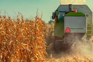 Ove godine urod kukuruza ide i do 11 t/ha, stručnjaci se slažu da je ovo bila dobra godina
