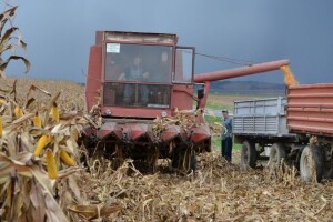 Suša i veća potražnja na tržištu povećale cijene kukuruza i pšenice