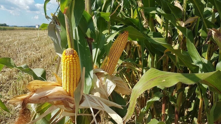 Odličan kvalitet kukuruza ne obećava dobru zaradu - problem nemogućnost plasmana?