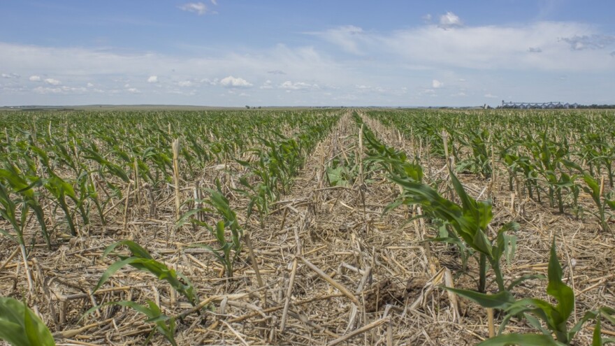 Regenerativna poljoprivreda u dosluhu sa prirodom 