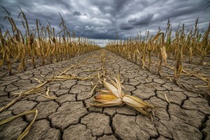 Kukuruz dotukla suša