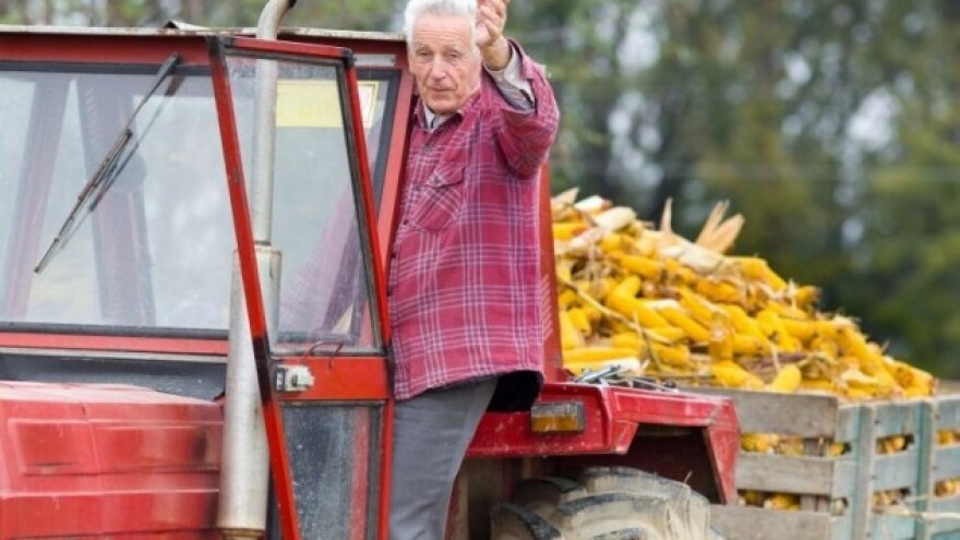 Kukuruza na tržištu nikad manje!