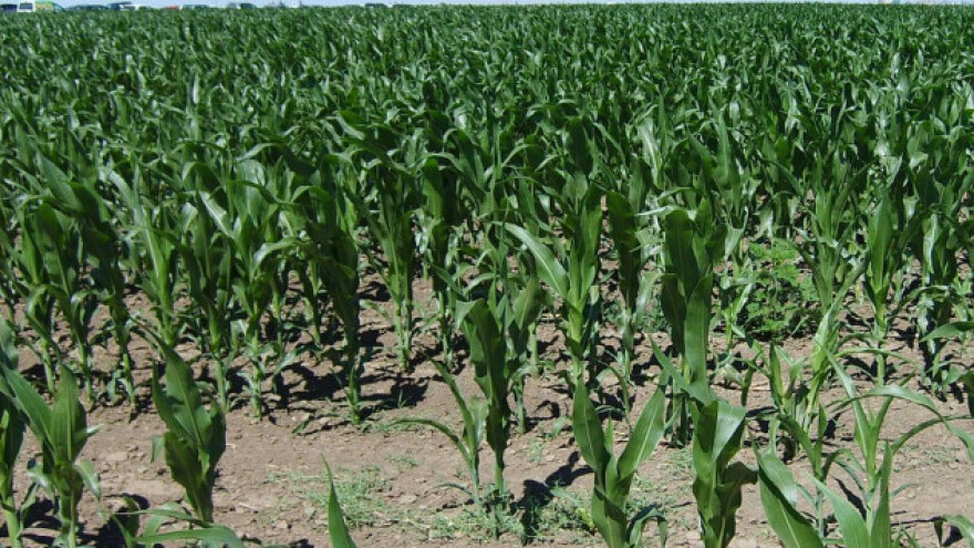 Za kukuruz vrućina opasnija od suše