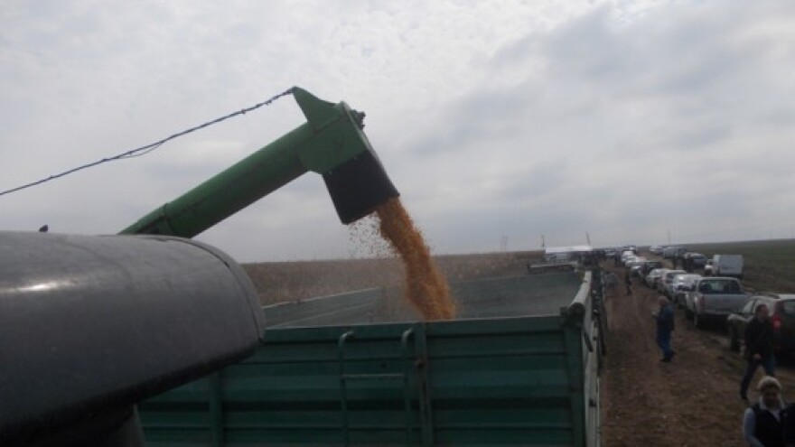 Europa odbija GM žitarice