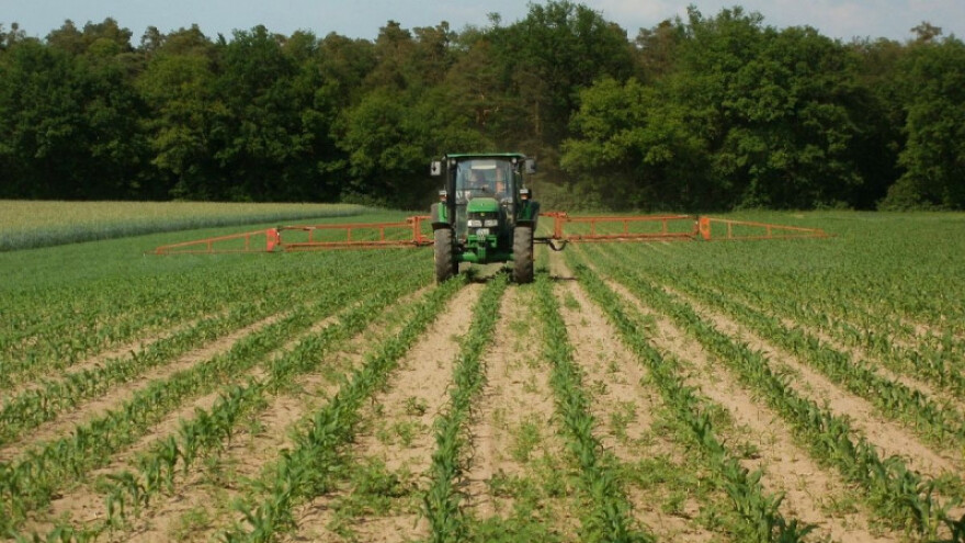 Crveno svjetlo od EU za GMO kukuruz i pamuk