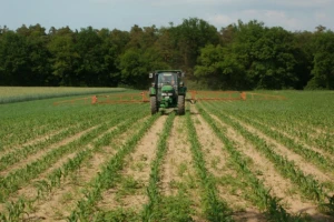 Crveno svetlo od EU za GMO kukuruz i pamuk