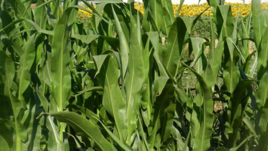 Suša preti prinosu okopavina