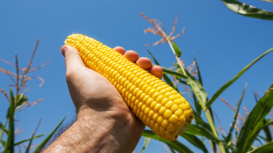 Rezultati KWS Zrno Plus hibrida!