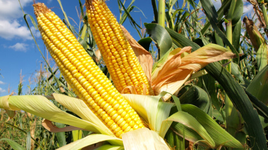 Stabilnost prinosa KWS hibrida