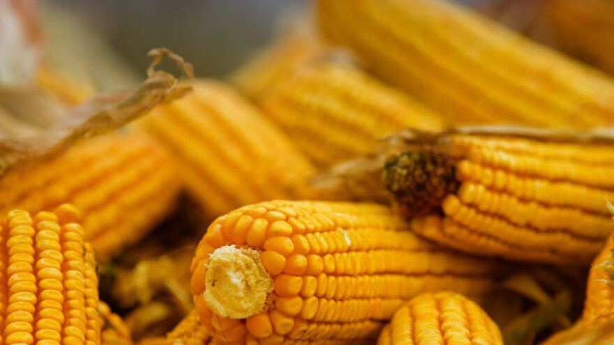 Kukuruz  ponovo lider na tržištu