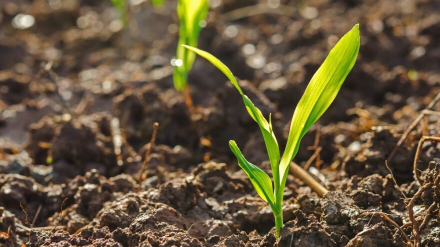 Zašto je Lumax broj 1 rješenje za rano suzbijanje korova u kukuruzu?