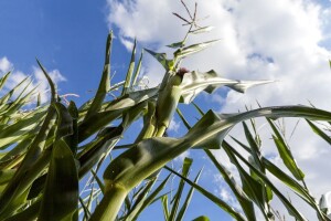 Temperature do visokih 37 stepeni, mogući lokalni pljuskovi i grmljavine