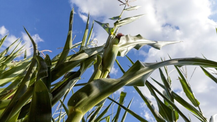 Temperature do visokih 37 stepeni, mogući lokalni pljuskovi i grmljavine