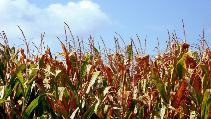 Rekordni prinosi izostali zbog vrućina