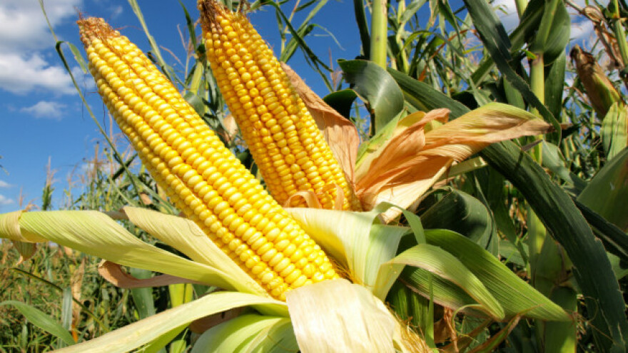 Dobar rod kukuruza značajno obara cenu