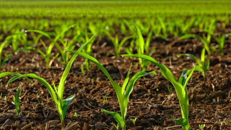 Kukuruz kultivirati poslije svake obilnije kiše