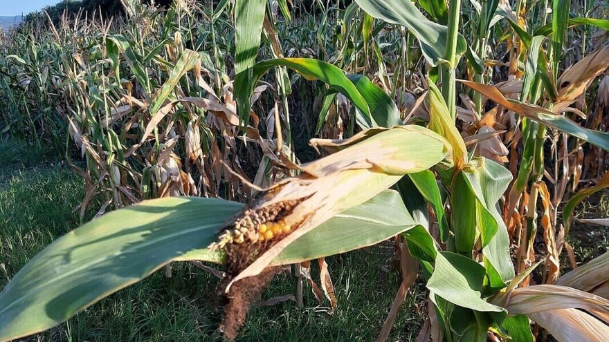 Kako pomoći kukuruzu kada se javi hloroza