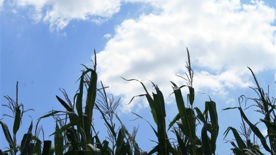 Sušenje kukuruza dosta košta