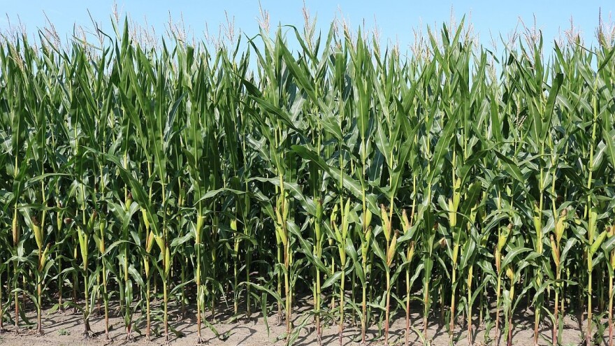 Dobra godina za kukuruz - prognozirani prinos 10 t/ha