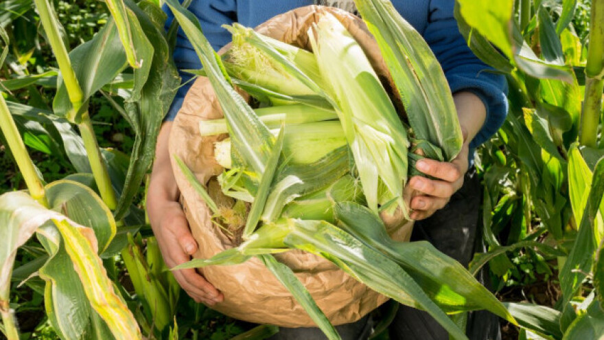 Što treba znati o organskoj proizvodnji kukuruza?