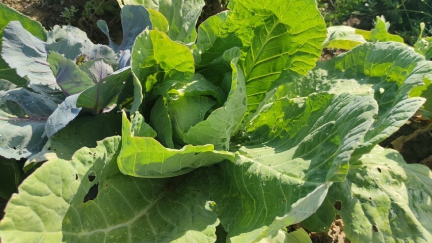 Kako sprečiti štete od kupusne sovice?