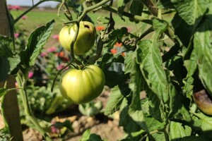 Njega rajčica i paprike pred kraj sezone - kako produžiti plodonošenje?