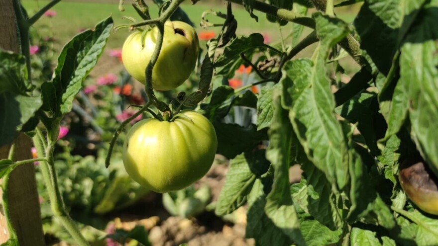 Njega rajčica i paprike pred kraj sezone - kako produžiti plodonošenje?