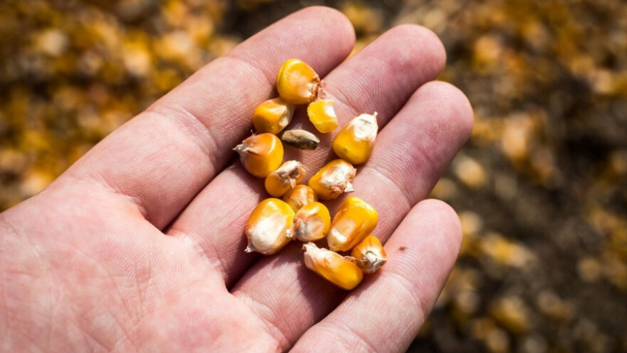 Cijena soje u porastu, kukuruza i pšenice u padu