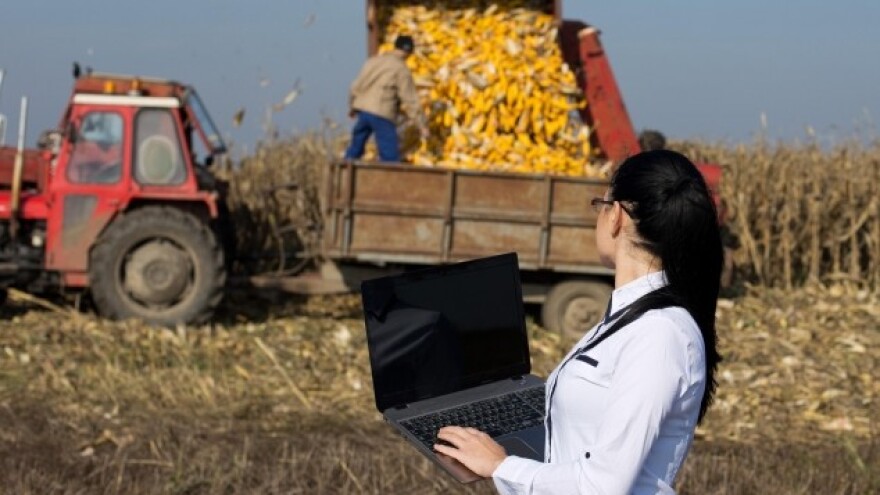 Kukuruz najtržnija kultura - uljarice sustižu!