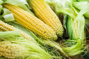Kukuruz šećerac - agrotehničke mjere proizvodnje