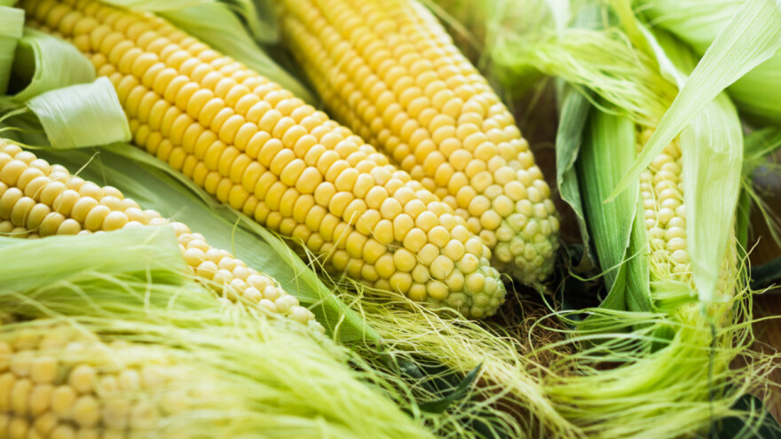 Kukuruz šećerac - agrotehničke mjere proizvodnje