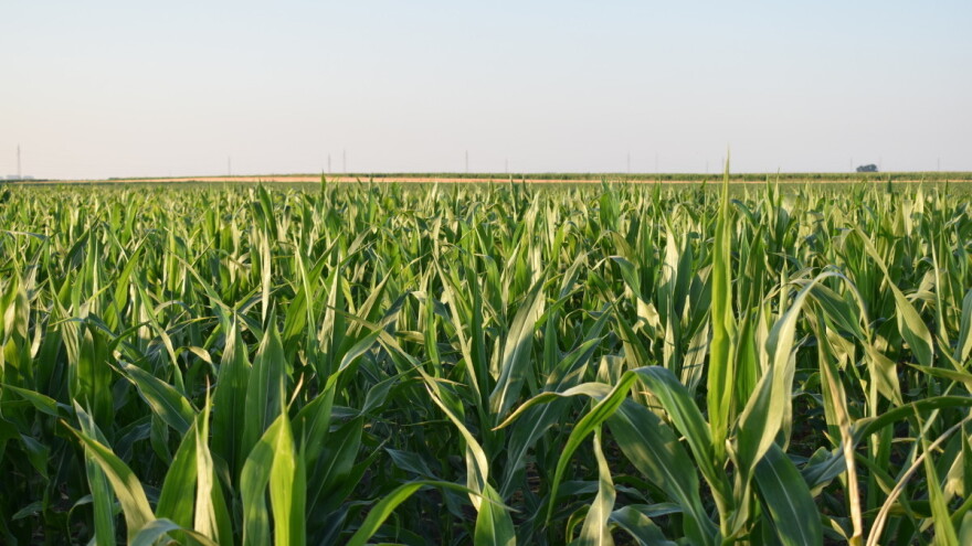 Narednih dana sunčano, kiša kratkotrajna - uočena aktivnost insekata