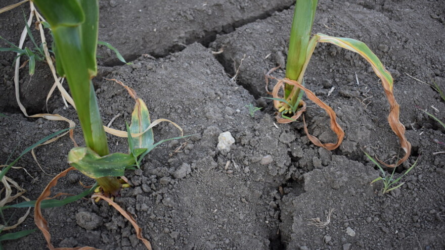 U Posavini proglašeno stanje prirodne nesreće zbog suše