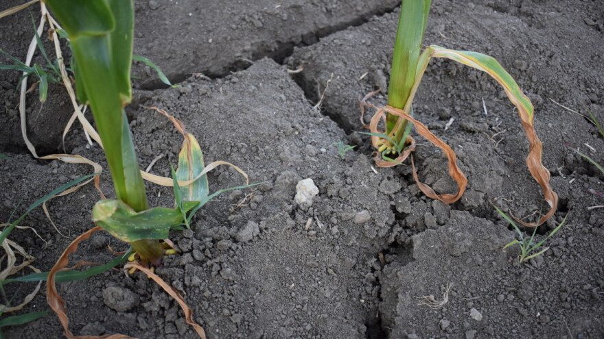 Suša smanjila ovogodišnji rod kukuruza kod nas i do 70 procenata!