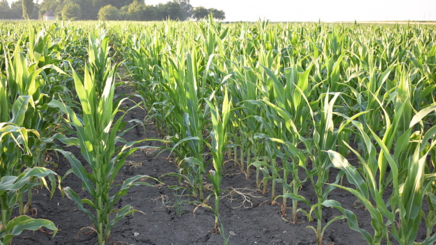 Suša loše uticala na kukuruz - kiša ga oporavila, ali prinos ipak upitan