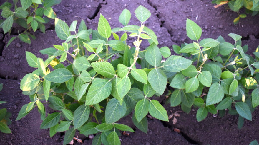 Pad roda: Cene soje rastu zbog suše u Južnoj Americi