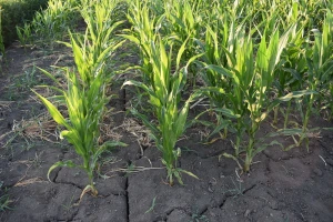 Suša preti brazilskom kukuruzu - šta to znači za globalne cene?