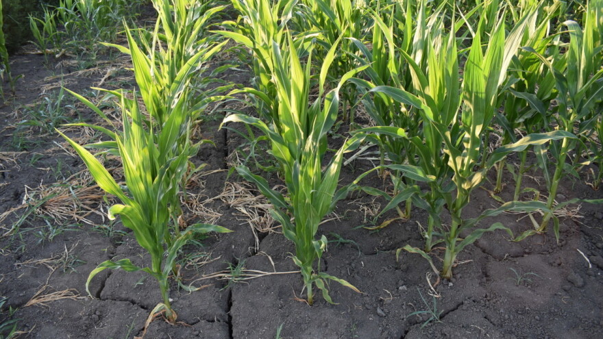 Suša preti brazilskom kukuruzu - šta to znači za globalne cene?
